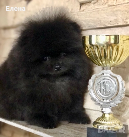Померанчета, снимка 5 - Померан - 52484327