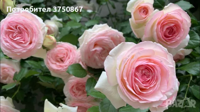 🌹 РОЗА 🌹 EDEN ROSE® Meiviolin/ GPT. EDEN ROSE Pierre De Ronsard ® 🌹, снимка 2 - Градински цветя и растения - 49621255