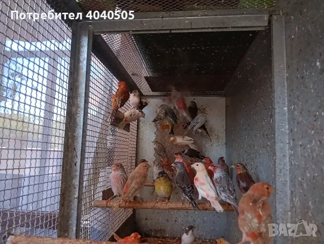 канарчета люпило 26 , снимка 3 - Канари - 56360176