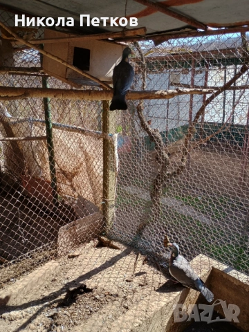 Продавам гривяци