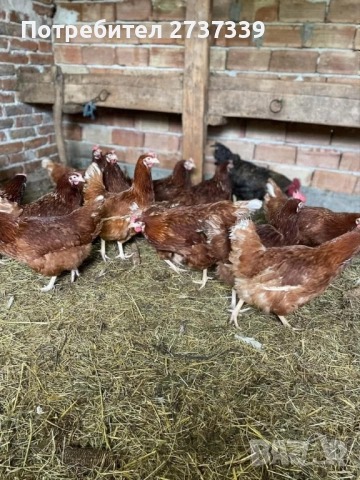 Кокошки за яйца