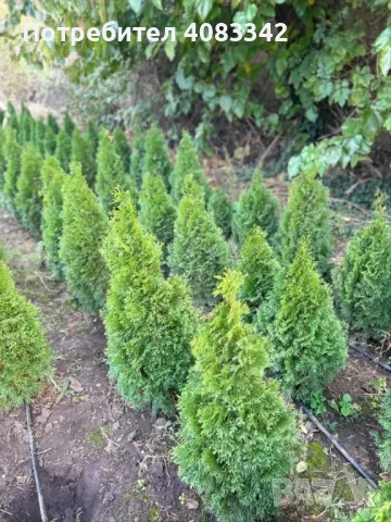 Туя Смарагд, снимка 3 - Градински цветя и растения - 49829369