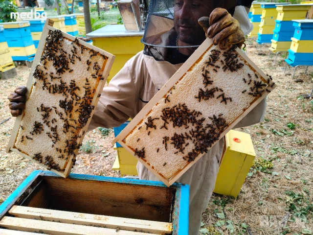 Пчелна рамка с мед, снимка 5 - Пчелни продукти - 51239669