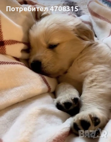 Голдън ретривър момче чистокръвно момченце