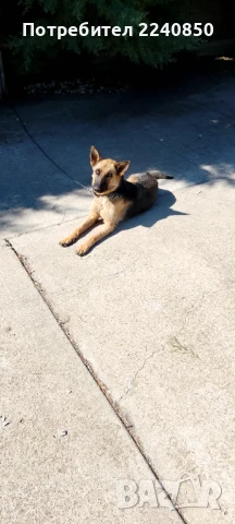 Продавам , снимка 3 - Немска овчарка - 51041315