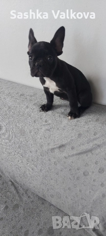 Френско булдоче за продан!, снимка 1