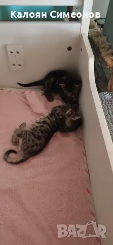 Бенгалски котета, снимка 2 - Бенгалски - 54357737