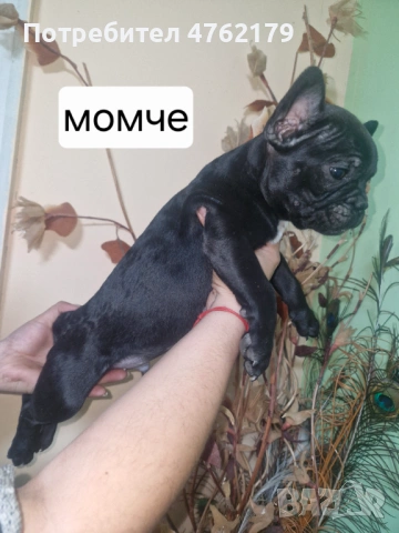 Френски булдог, снимка 10 - Френски булдог - 53800045