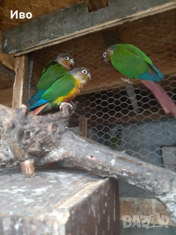 продавам пирури хипоксантия , снимка 3 - Папагали - 53766195