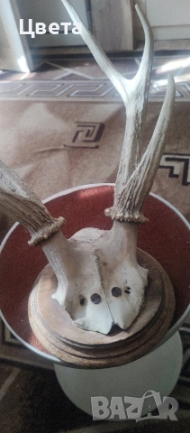 Еленови рога, снимка 4 - Декорация за дома - 53826537