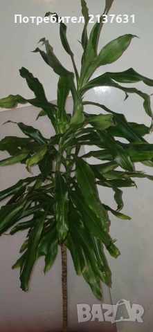 ДРАЦЕНА ФРАГРАНС 