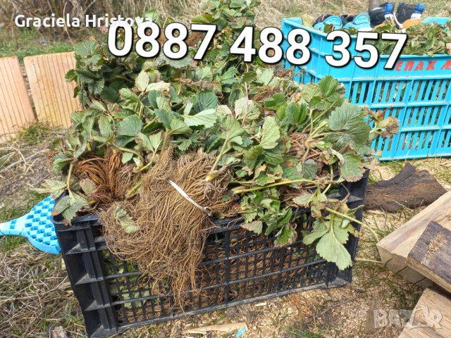 Продавам качествен разсад ягоди , снимка 4 - Градински цветя и растения - 53746597