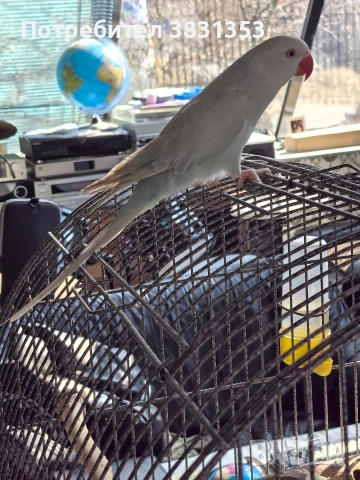Малък Александър с голяма клетка , снимка 5 - Папагали - 53663642