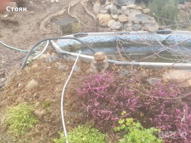  Померан, снимка 2 - Други - 51883716