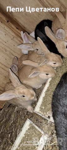 ЗАЙЦИ , снимка 2 - Други животни - 53005415
