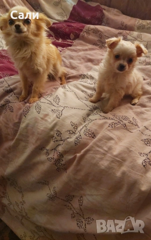 Продавам чихуахуа 