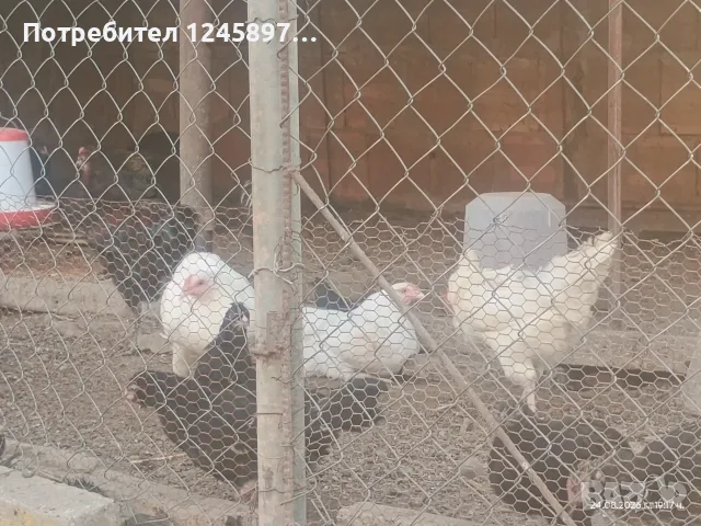 Пилета мапуче араукана 