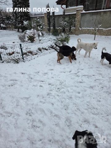 Търся стопани на кученца, снимка 3 - Други - 53074703