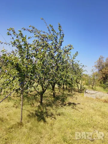 Сини Сливи Стенлей , снимка 2 - Домашни продукти - 55868832