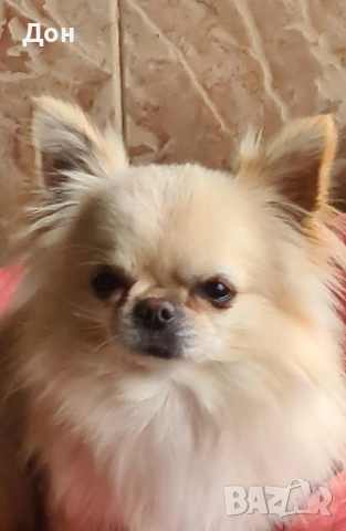 Мъжко 🩵 Чихуахуа търси своите дами🐾💓, снимка 11 - Чихуахуа - 53211220