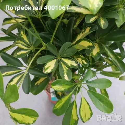 Шефлера - стайно растение, снимка 1