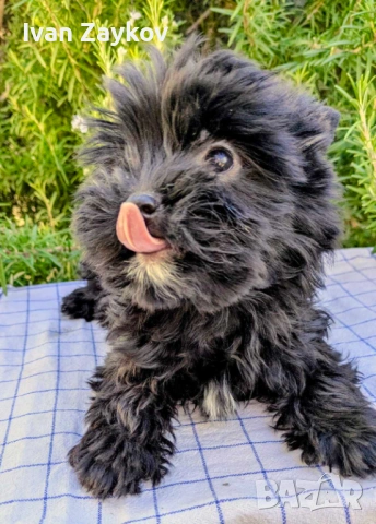 Мини черно момиче йорки, снимка 2 - Йоркширски териер - 53666441