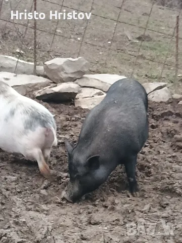 Виетнамски прасета , снимка 8 - Други животни - 48038500
