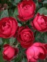 Роза 2, снимка 1 - Градински цветя и растения - 41777185