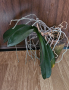 Орхидея фаленопсис, снимка 2
