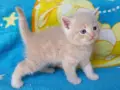Сибирче, сибирска котка, сибирски котенца, сибирско коте, хипоалергично, момче крем, снимка 1