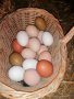 Продавам домашни яйца Шумен , снимка 1 - Домашни продукти - 43557146
