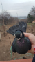 Продавам Плевенски гълъби, снимка 1