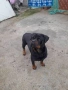 Продавам женски ротвайлер, снимка 1