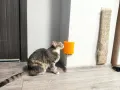 Чесалка за котки, снимка 9