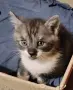 Подарявам котенца, снимка 1
