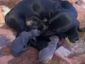 късокосмест мини дакел , снимка 12