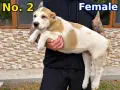 САО Алабай (КВ) , снимка 7