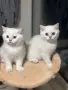 Британски котета , снимка 5