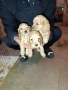 Продавам чистокръвни Кокери , снимка 1