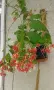 Quisqualis indica или китайски орлови нокти, снимка 4