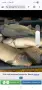 Жива риба - шаран, снимка 3