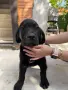 Продавам кученца Кане Корсо , снимка 2