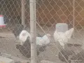 Пилета мапуче араукана , снимка 1