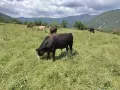 Био Месо 100% , Пасищно отглеждани Телета !, снимка 3
