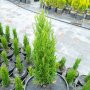 Кипарис Тотем (Cupressus Sempervirens Тotem), снимка 4