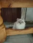 Персийски котета, снимка 2