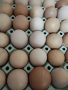 Разплодни яйца, снимка 1 - Кокошки и пуйки - 44717164