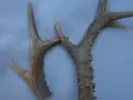 Рог и половина за дръжки, снимка 2