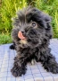 Мини черно момиче йорки, снимка 2