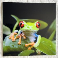 Картини с жаби, снимка 3 - Картини - 41611749